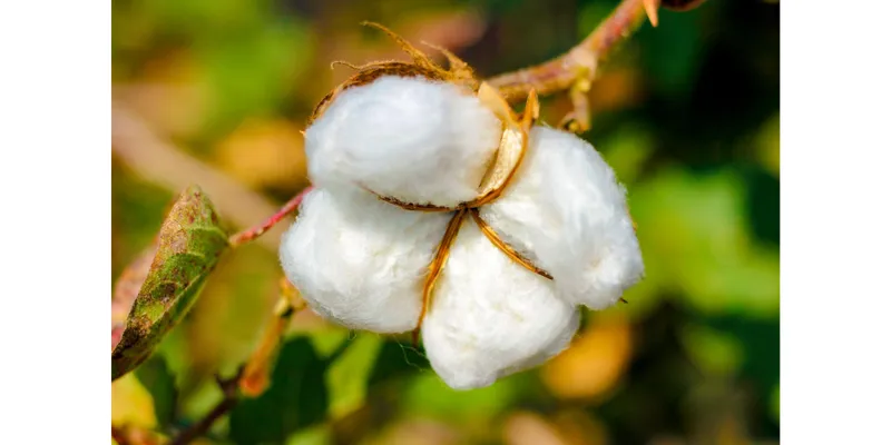 India’s Cotton Sector Needs Soil Health Reforms Alongside GM Seed Adoption, Says ICAC Scientist